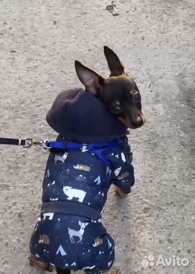 Зимний комбинезон для собак мелких пород