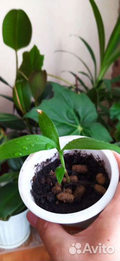 Комнатные цветы