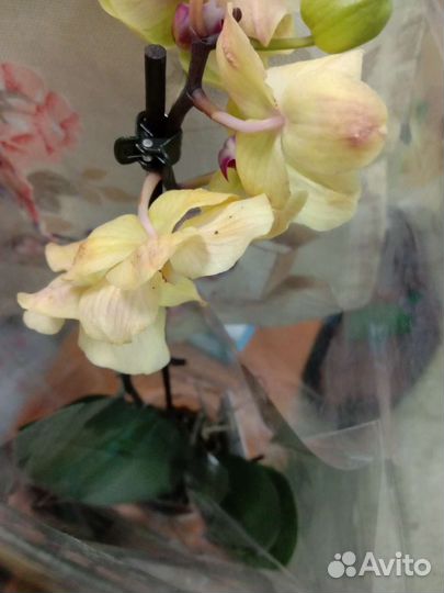 Орхидея фаленопсис