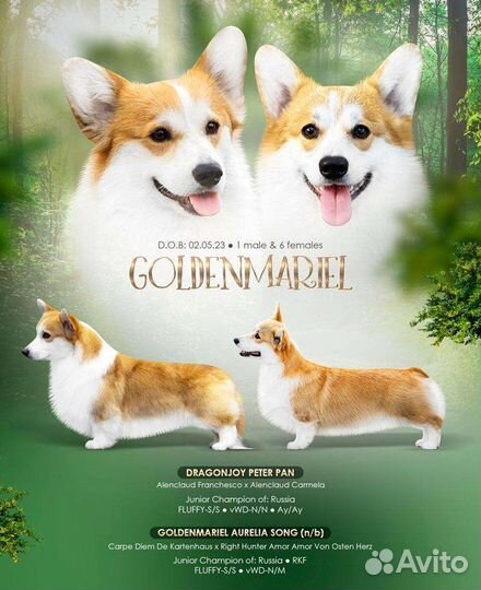 Вельш-корги пемброк