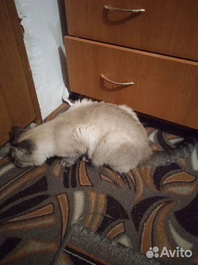 Нашли кота в 3 мкр взять не можем помогите