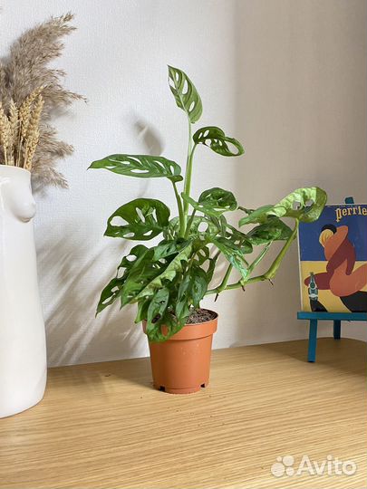 Монстера манки маск