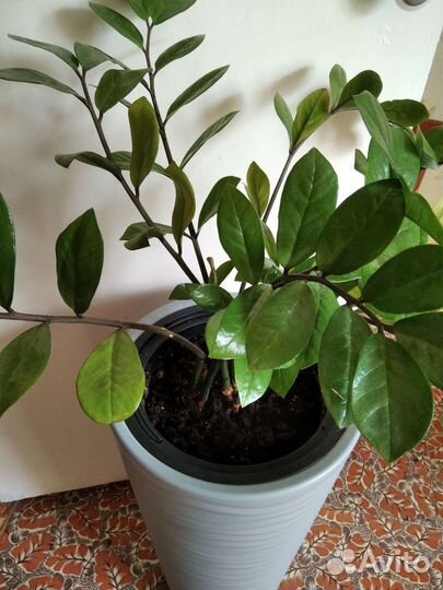 Замиокулькас