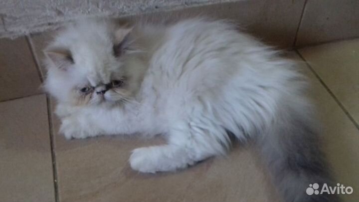 Персидская кошечка