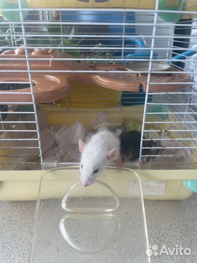 Мышки ручные добрые