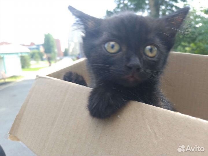 Отдам кошку бесплатно