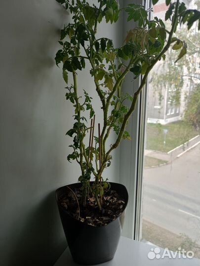 Комнатные помидоры в дар