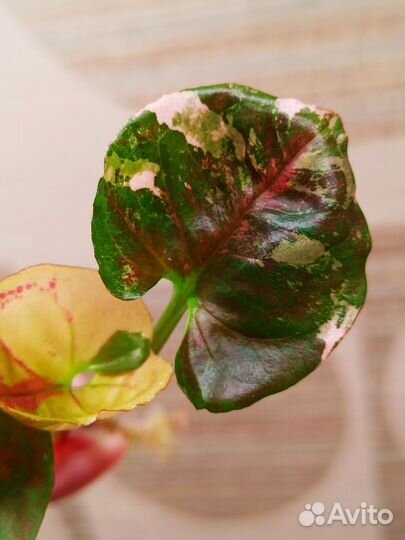 Сингониум Клубничный лед galaxy