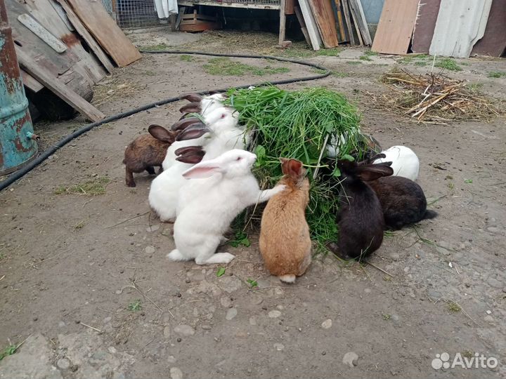 Продаются кролики