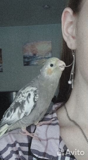 Попугай корелла