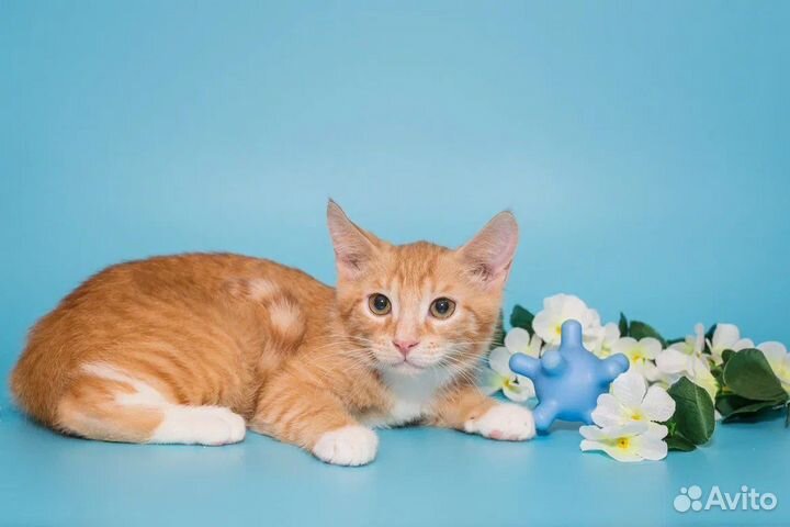 Котенок Оскар 3 мес ищет дом