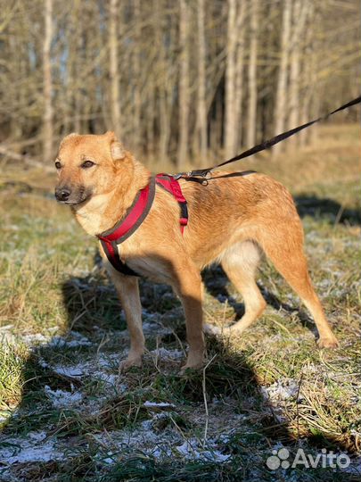 Не большая собачка