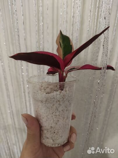 Строманта триколор