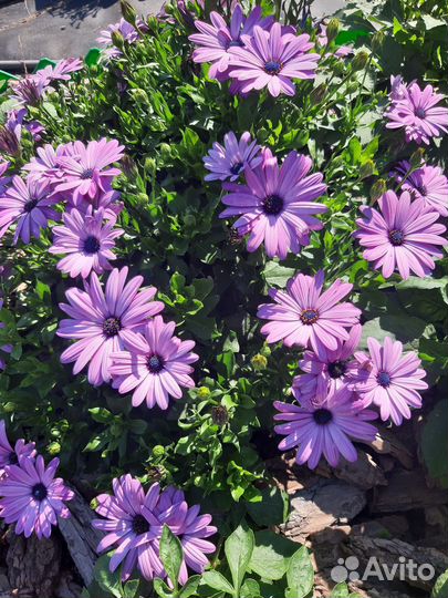 Остеоспермум