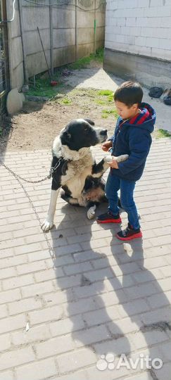 Молодой Алабай 3 года ищет подругу для вязки