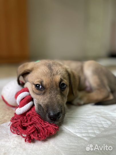 Щенки бесплатно