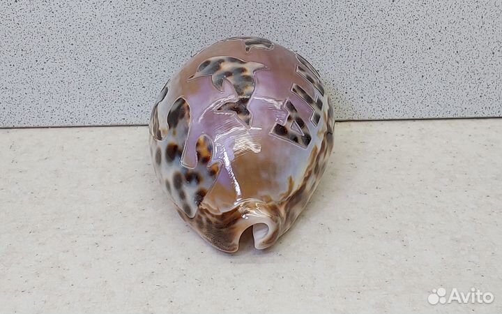 Ципрея Ялта 8,9 морской сувенир подарок