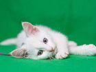 Белый котенок девочка в добрые руки