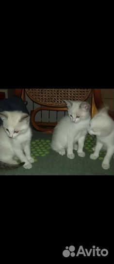 Кошка в дар