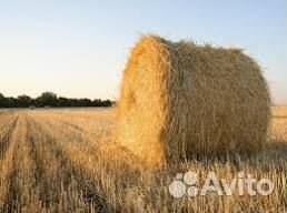 Сено в тюках