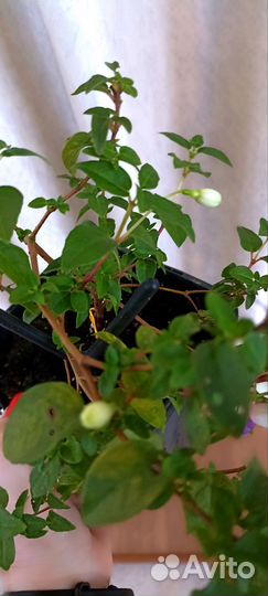 Фуксия Rocket Fire(Пламя Ракеты). Маринка