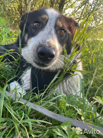 Ищем дом Бучу