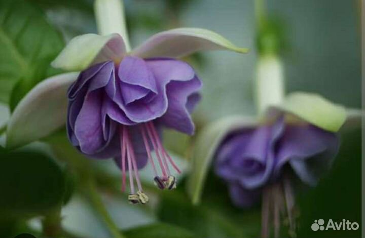 Фуксия lanny Ervin