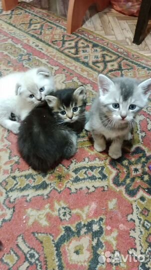 Котята бесплатно