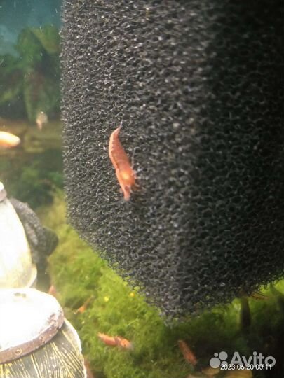 Аквариумные креветки