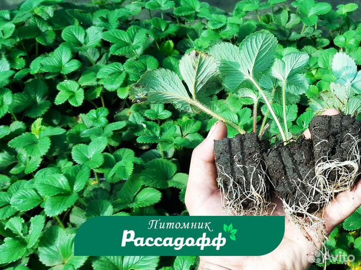 Рассада клубники. Заказ от 2 кассет