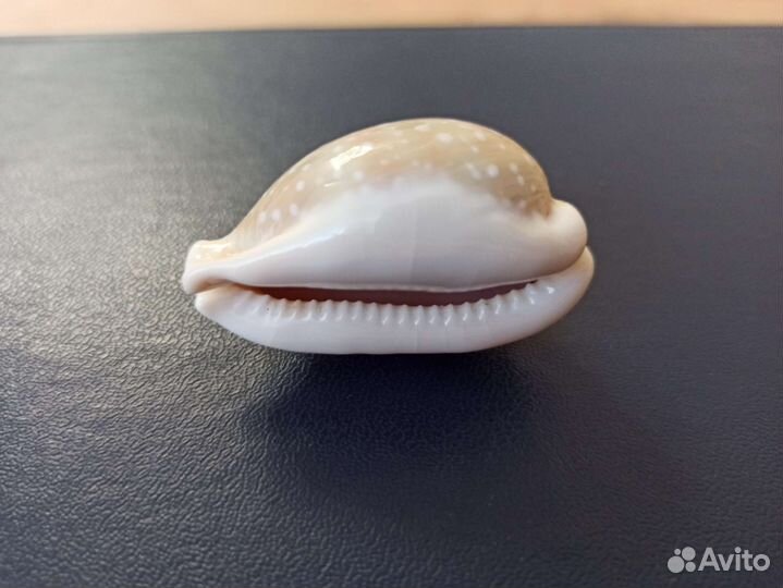 Морская раковина