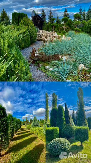 Хвойные растения(Питомник) Ландшафтный дизайн