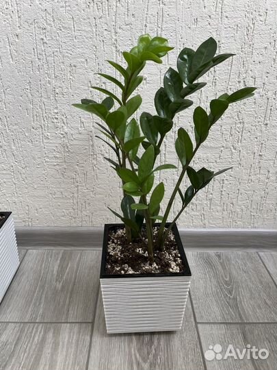 Замиокулькас