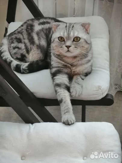 Шотландскиий кот, вязка