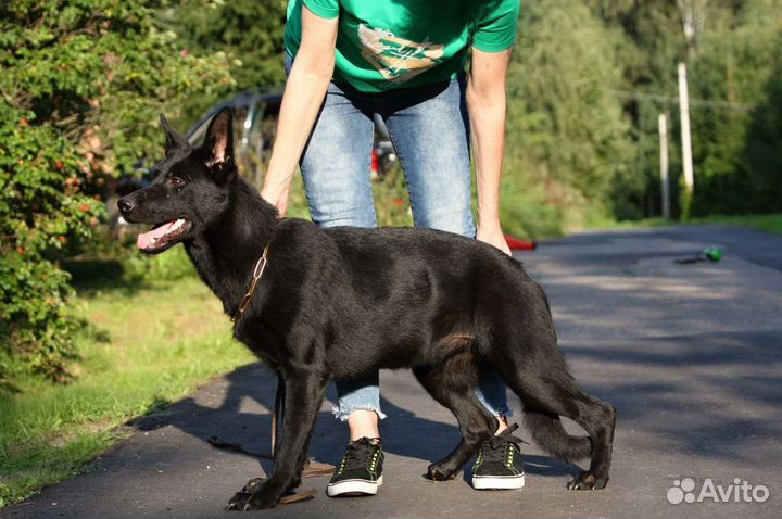 Подростки и щенки черной немецкой овчарки