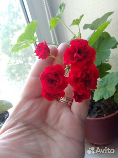 Пеларгония герань