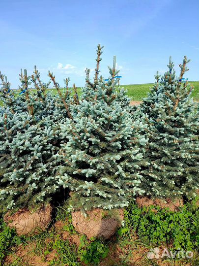 Ель Супер Блю