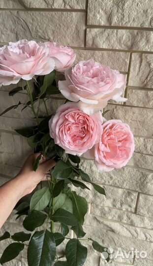 Саженцы роз