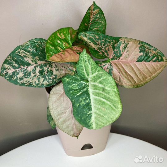 Сингониум pink flecked
