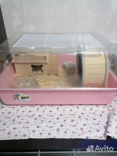 Клетка дюна