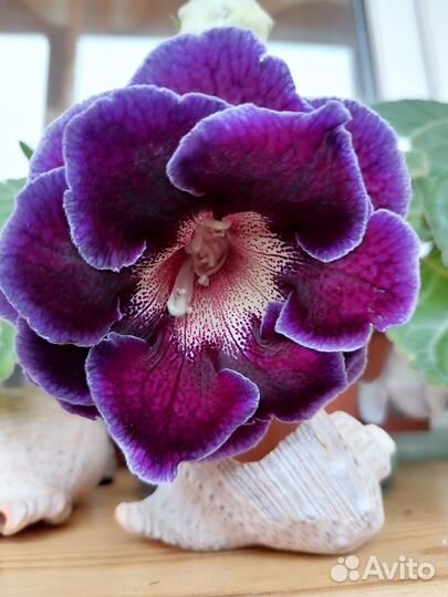 Листья глоксиний