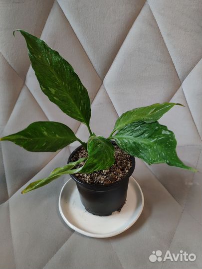 Спатифиллум пестролистный