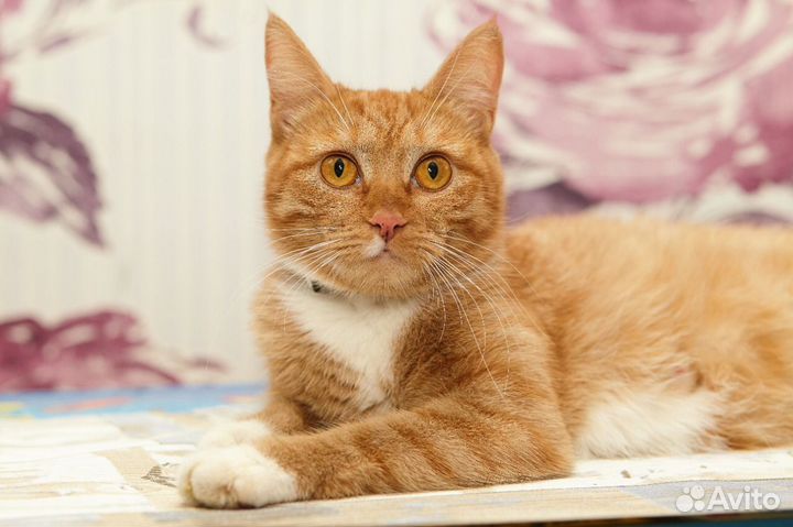 Ищет Дом Шикарная, Ласковая Рыже-Белая красавица