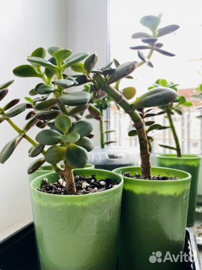 Толстянка, денежное дерево, алоэ