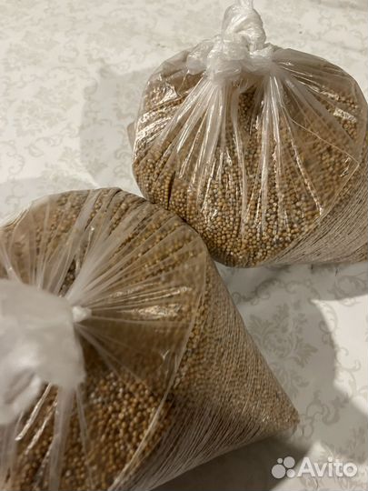 Семена горчицы