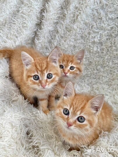 Котята шотландской кошки