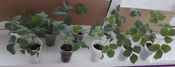 Клубника черный принц (саженцы)