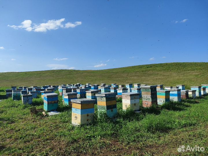 Мёд Алтайский - предгорье - 2023