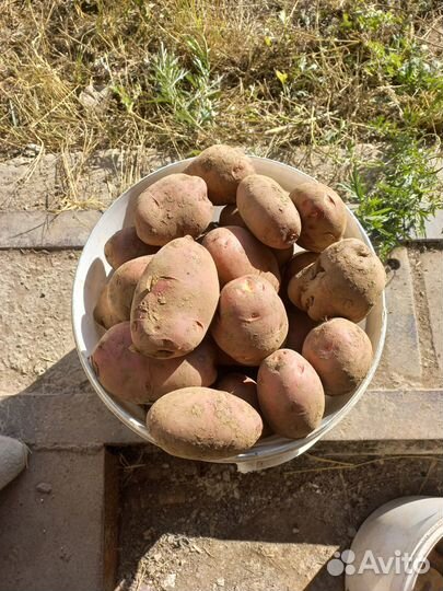 Продам картофель