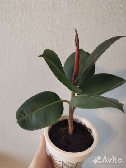 Фикус эластика 30 см